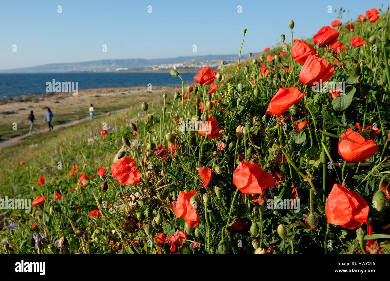 Paphos, printemps : Un tapis de coquelicots rouges en pleine floraison sur la côte de Paphos, Chypre. Banque D'Images