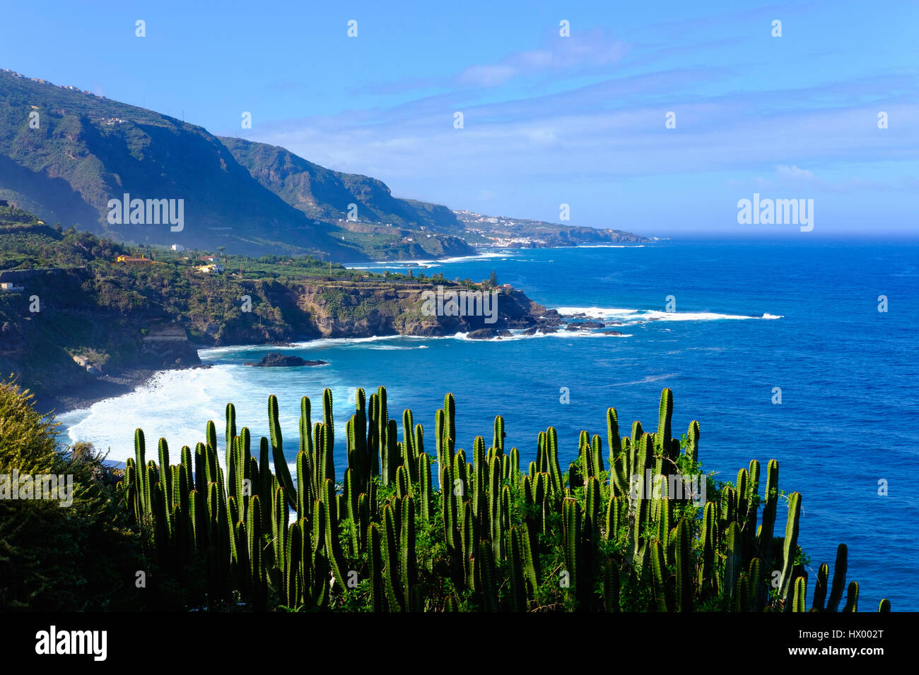 L'Espagne, Iles Canaries, Tenerife, Los Realejos, Punta del Guindaste, île des Canaries Spurge Banque D'Images
