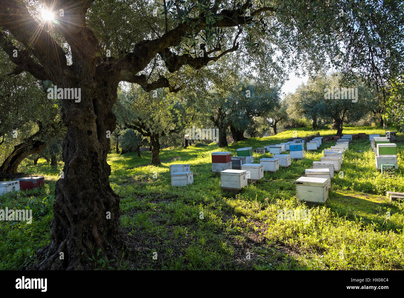 Ruches dans un champ d'oliviers dans le Péloponnèse, Grèce Banque D'Images
