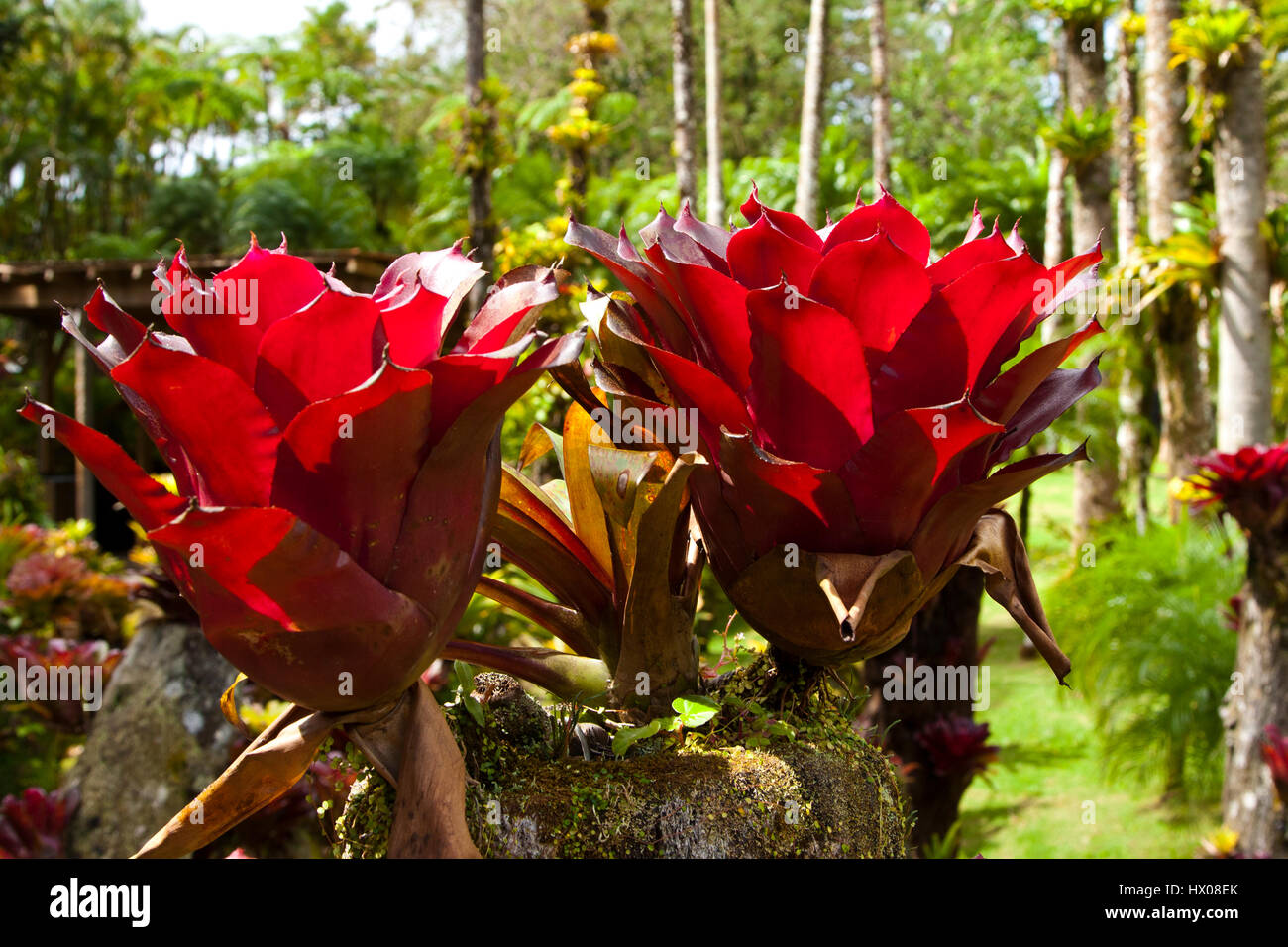 Martinique, Jardine de Balata, forte de la France, la route de Balata, N3, jardins horticoles tropicaux dans une jungle, Banque D'Images