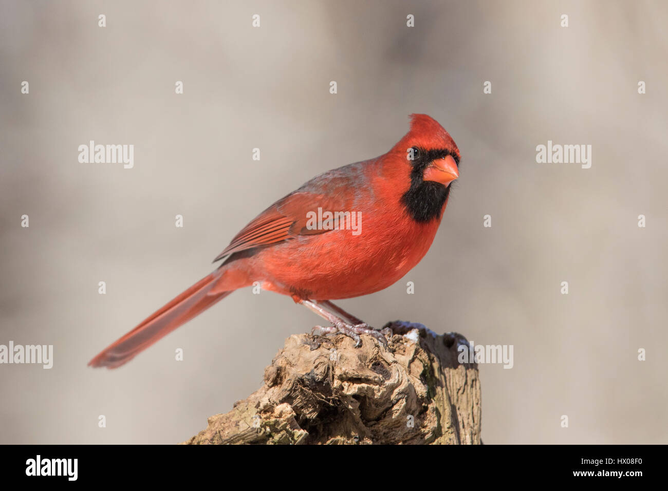 Cardinal rouge en hiver Banque D'Images