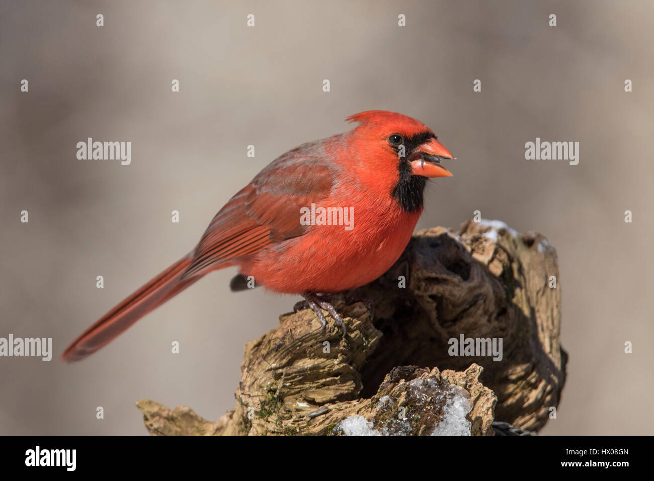 Cardinal rouge en hiver Banque D'Images