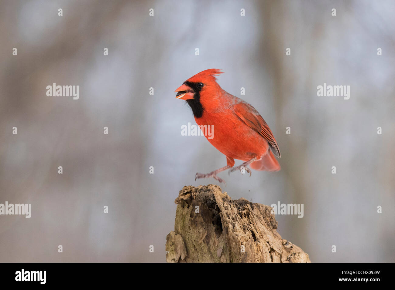 Cardinal rouge en hiver Banque D'Images