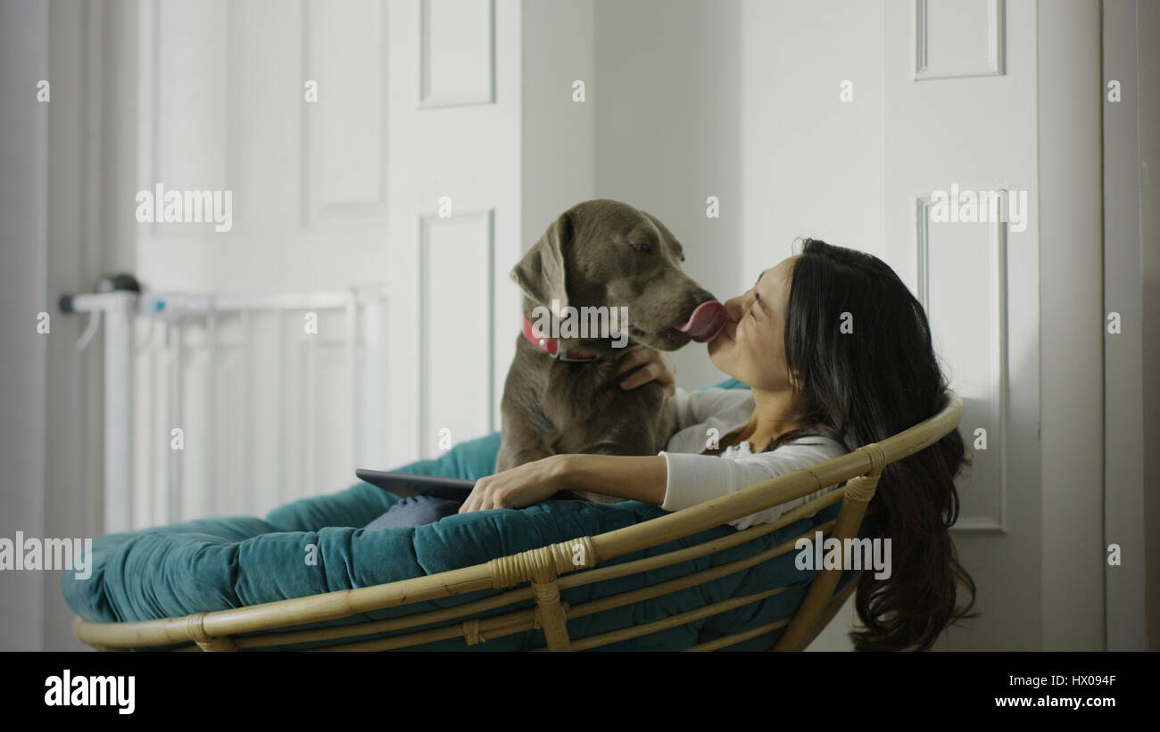 Low angle view of pet dog licking woman using digital tablet and sitting in chair Banque D'Images