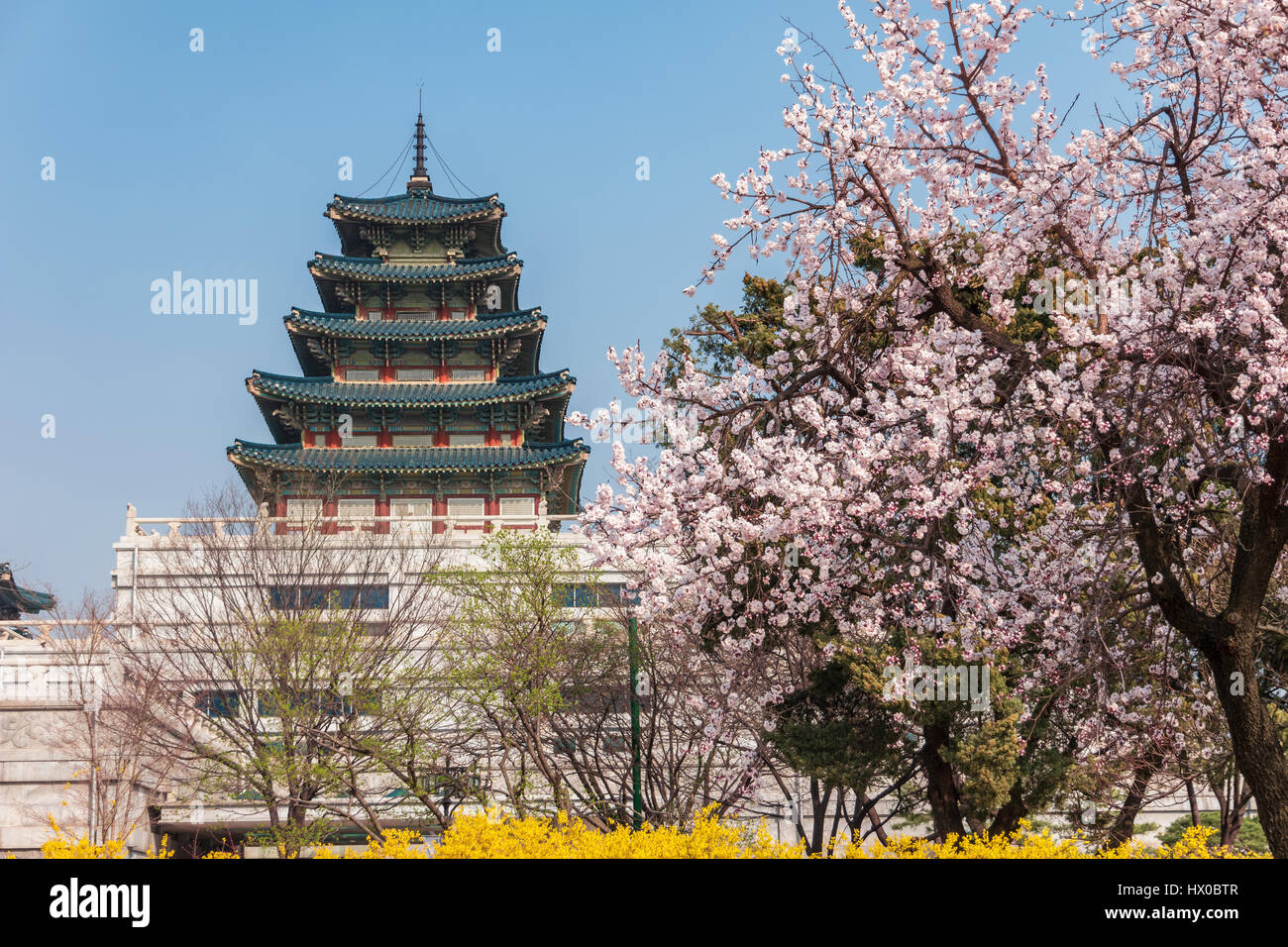 Fleur de cerisier de printemps sakura ou à Séoul, Corée du Sud Banque D'Images