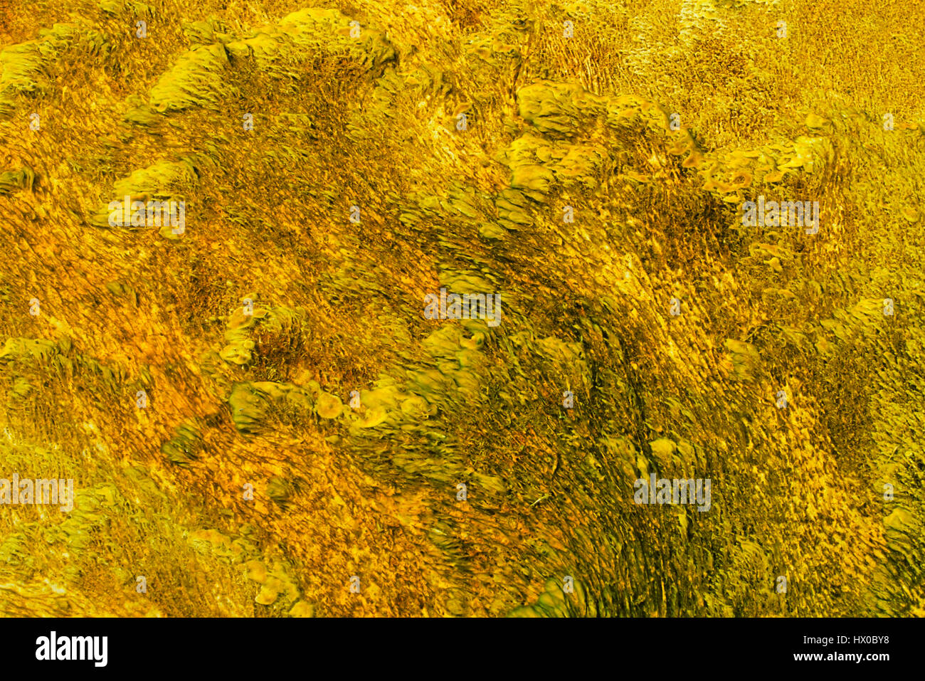Upper Geyser Basin dans le Parc National de Yellowstone, Wyoming, Banque D'Images