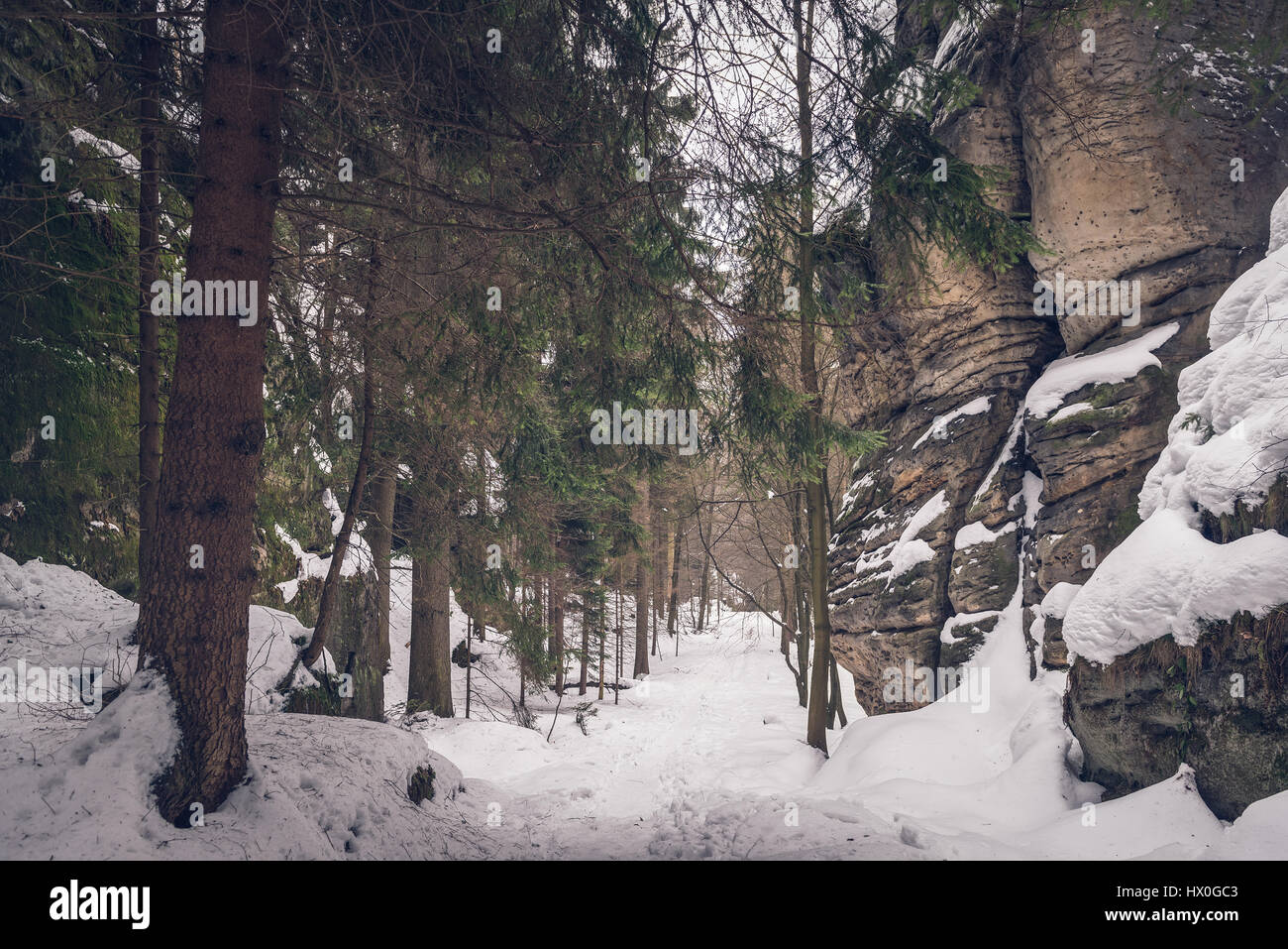 Sentier étroit entre les rochers et les sapins de la forêt en parc national Saechsische Schweiz - Suisse Saxonne Parc National, Allemagne Banque D'Images Sentier étroit entre les rochers et les sapins de la forêt en parc national Saechsische Schweiz - Suisse Saxonne Parc National, Allemagne Banque D'Images