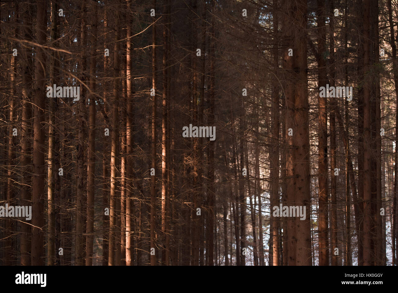 Forêt de sapins dans Sachsosche Schweiz - Parc national Le Parc National de la Suisse Saxonne, Allemagne Banque D'Images Forêt de sapins dans Sachsosche Schweiz - Parc national Le Parc National de la Suisse Saxonne, Allemagne Banque D'Images