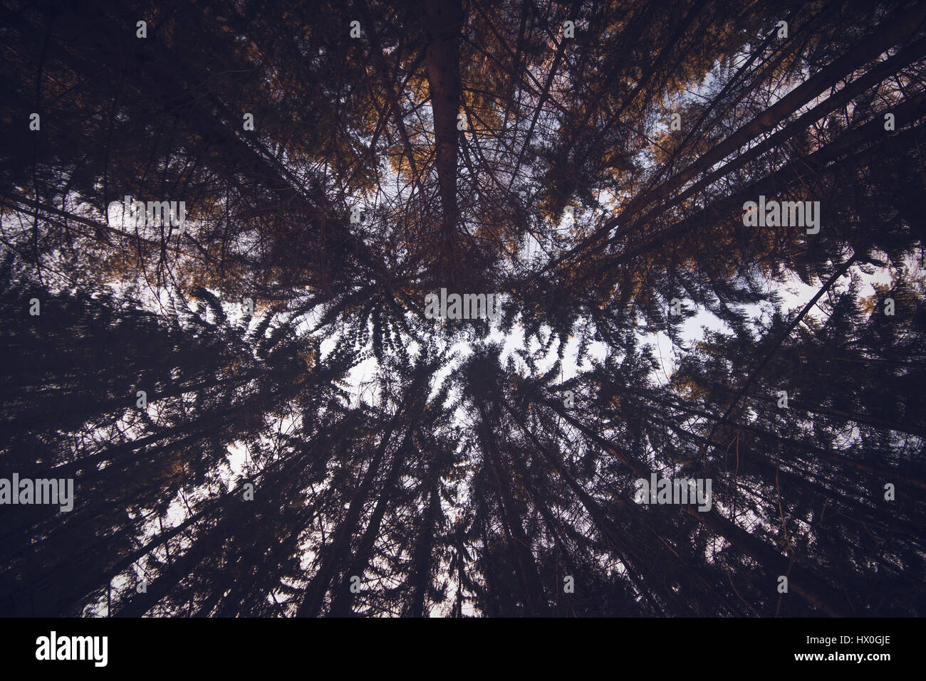 Forêt de sapins dans Sachsosche Schweiz - Parc national Le Parc National de la Suisse Saxonne, Allemagne Banque D'Images Forêt de sapins dans Sachsosche Schweiz - Parc national Le Parc National de la Suisse Saxonne, Allemagne Banque D'Images