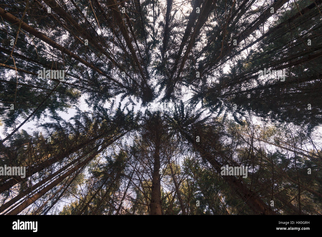 Forêt de sapins dans Sachsosche Schweiz - Parc national Le Parc National de la Suisse Saxonne, Allemagne Banque D'Images