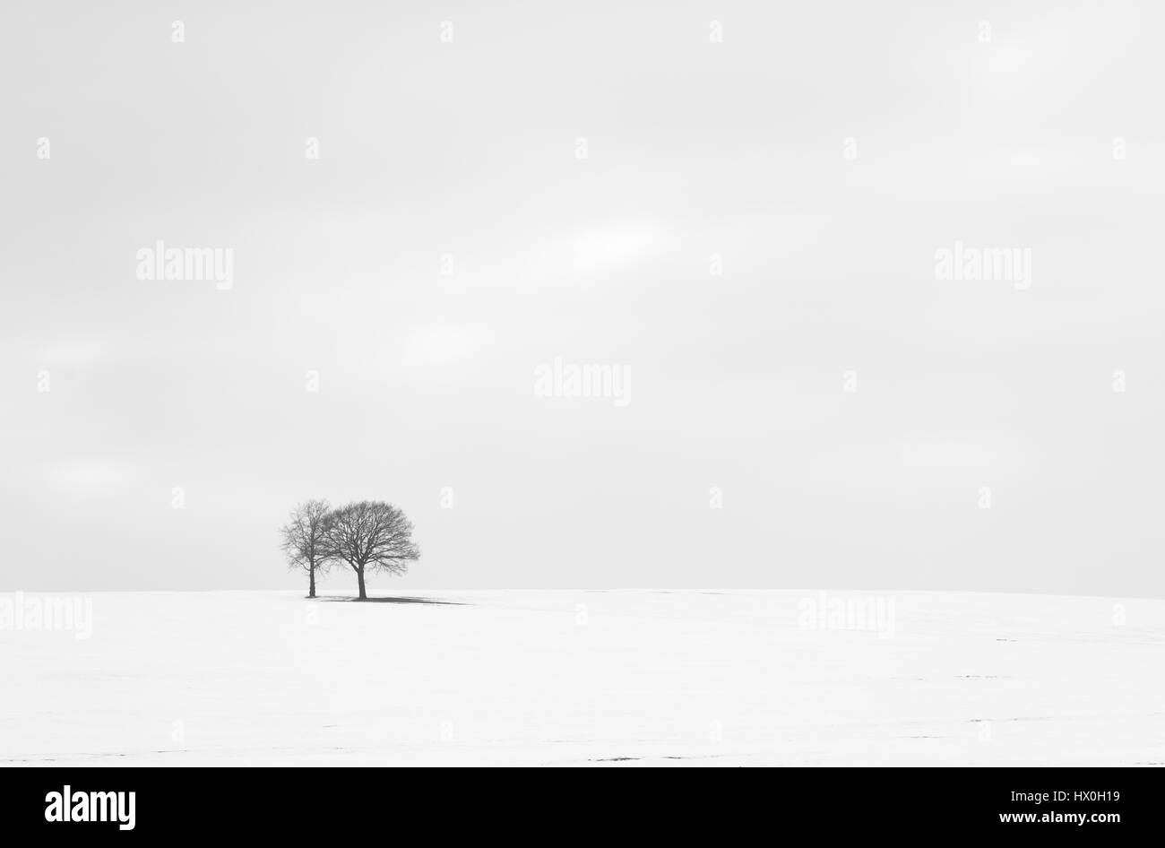 Noir et blanc minimaliste d'une vallée couverte de neige avec deux arbres Banque D'Images Noir et blanc minimaliste d'une vallée couverte de neige avec deux arbres Banque D'Images