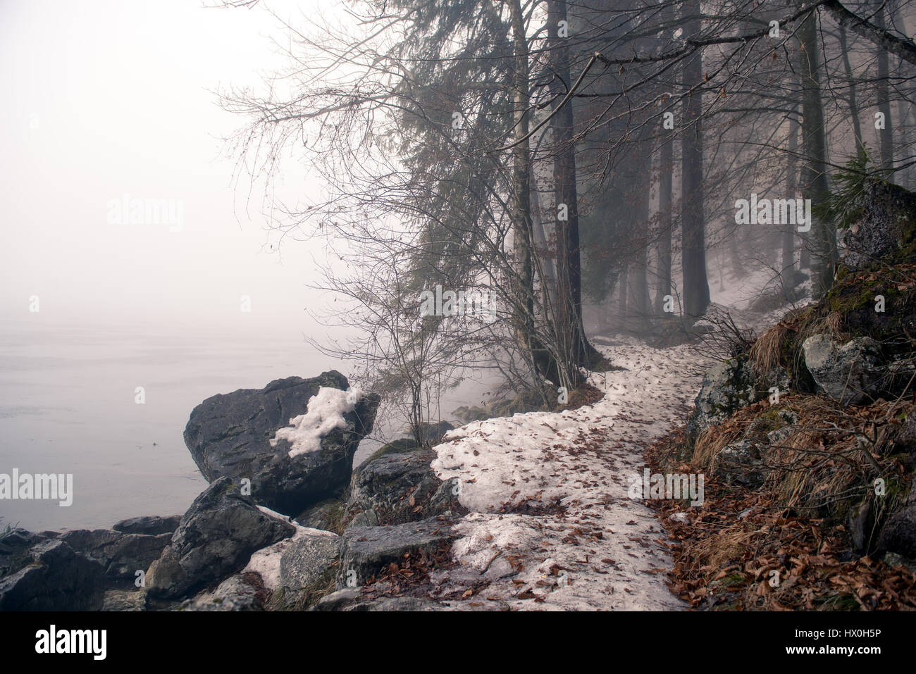 La rive du lac recouvert de sapin en treest matin brumeux, Königssee, Allemagne Banque D'Images