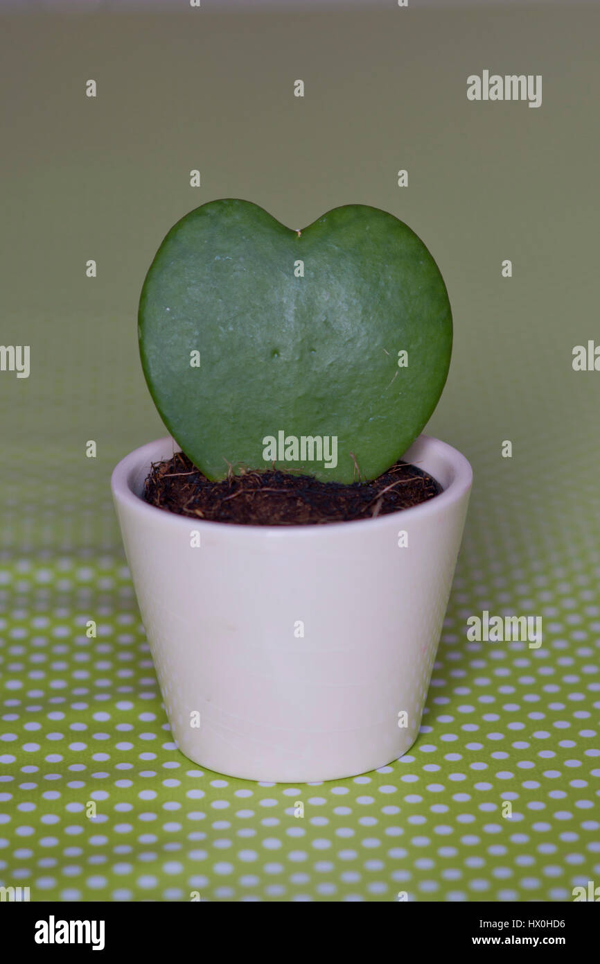 Une plante succulente qui ont la forme d'un coeur dans un pot blanc Photo  Stock - Alamy