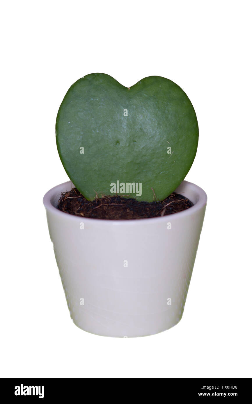 Une plante succulente qui ont la forme d'un coeur dans un pot blanc Photo  Stock - Alamy