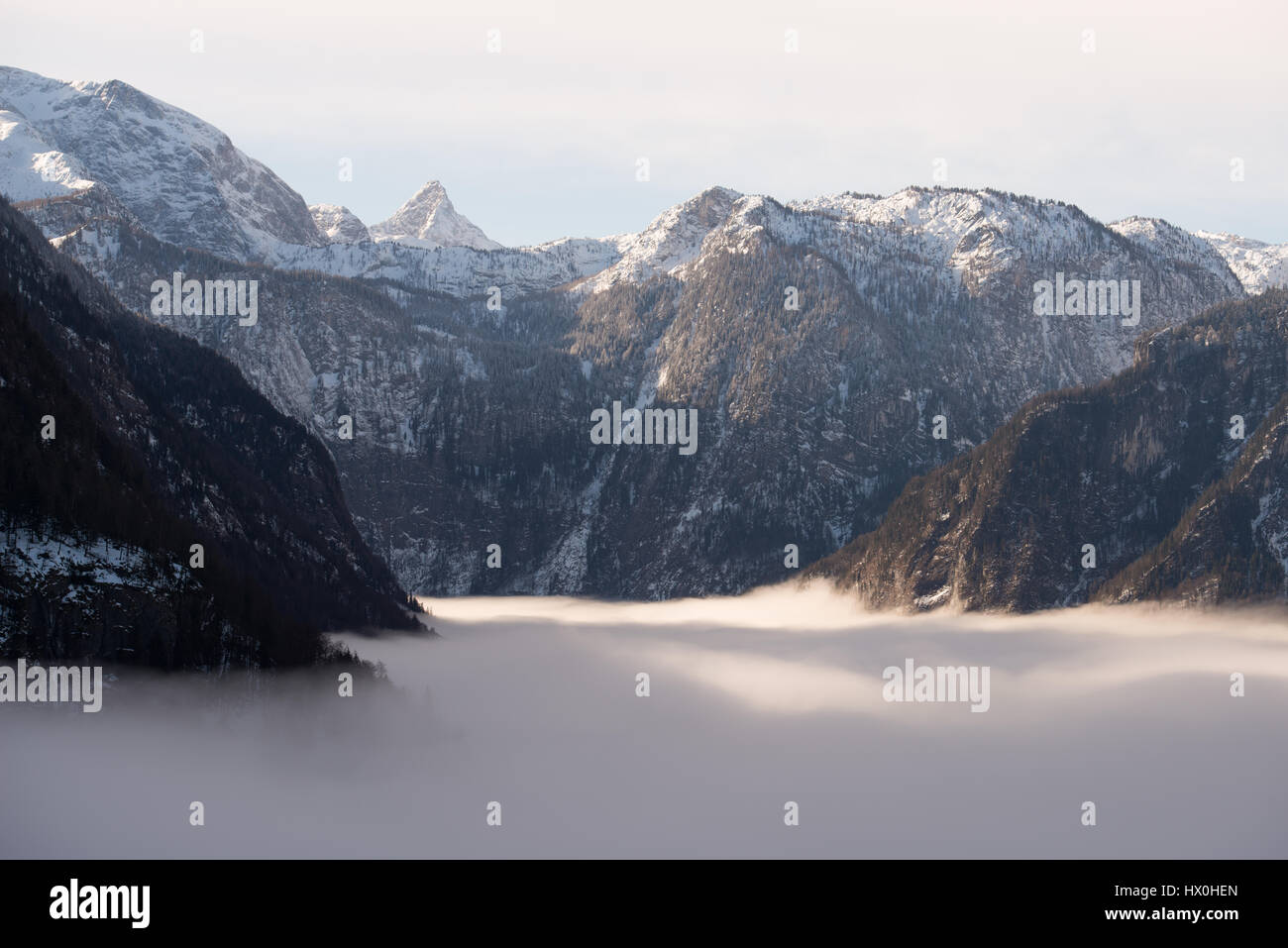 La rive du lac recouvert de sapin en treest matin brumeux, Königssee, Allemagne Banque D'Images La rive du lac recouvert de sapin en treest matin brumeux, Königssee, Allemagne Banque D'Images