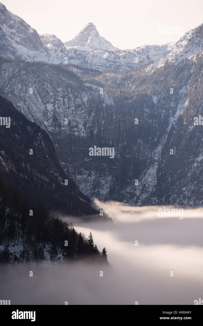 La rive du lac recouvert de sapin en treest matin brumeux, Königssee, Allemagne Banque D'Images