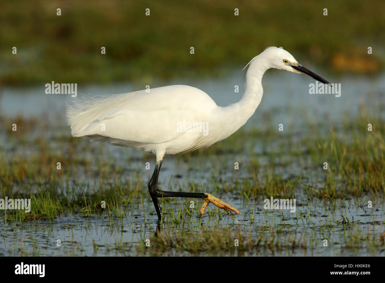 L'aigrette garzette, Egretta garzetta, pêche dans un bassin peu profond à Elmley Marais, Isle of Sheppey, Kent. Banque D'Images