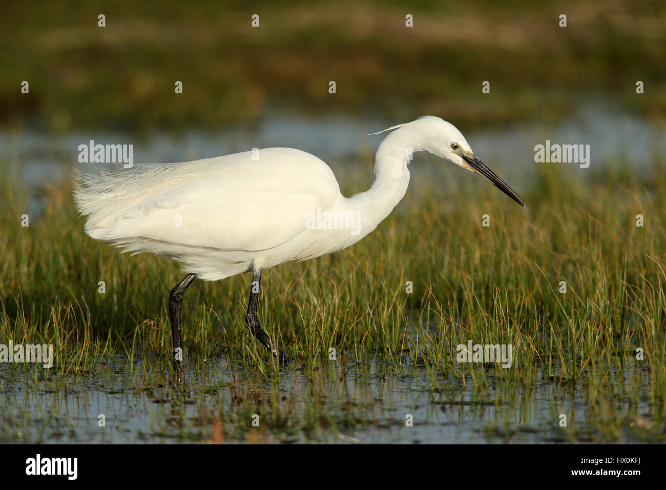 L'aigrette garzette, Egretta garzetta, pêche dans un bassin peu profond à Elmley Marais, Isle of Sheppey, Kent. Banque D'Images