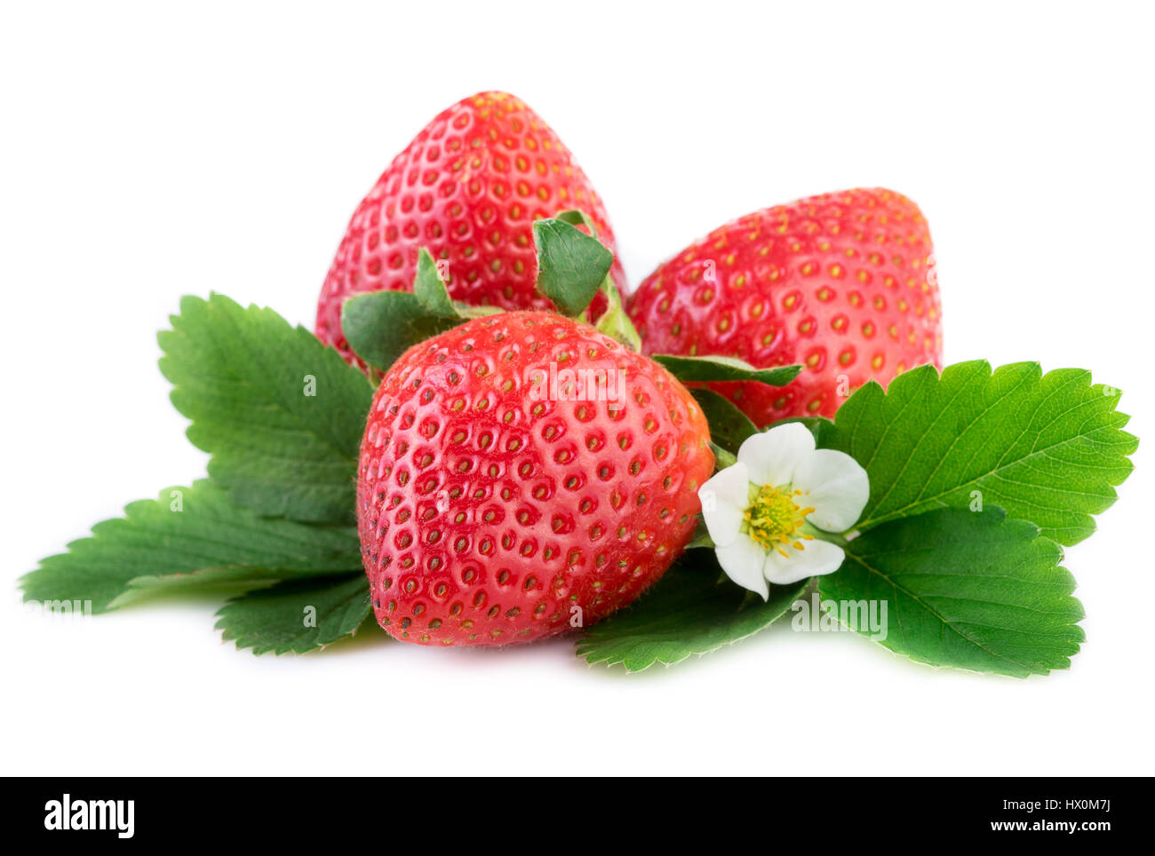 Fraises fraîches biologiques avec des feuilles sur fond blanc Banque D'Images