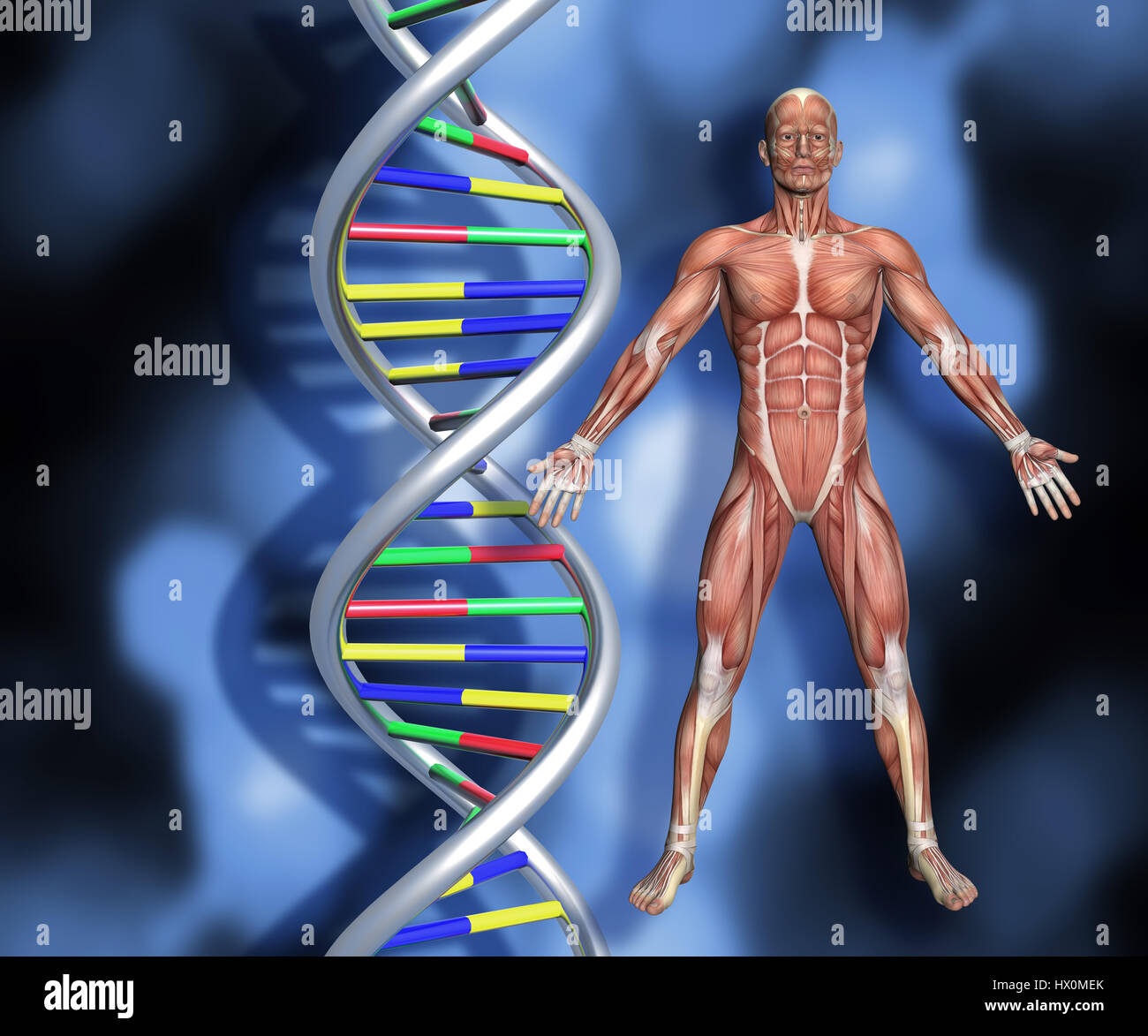 Les brins d'ADN colorés sur fond abstrait avec un mâle figure médicale 3D avec carte musculaire Banque D'Images