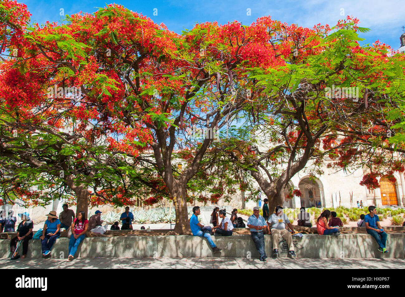 Des gens assis sur un mur sous un arbre de la flamme (Delonix regia) en face du monastère de Santo Domingo de Guzmán, centre, Oaxaca Banque D'Images