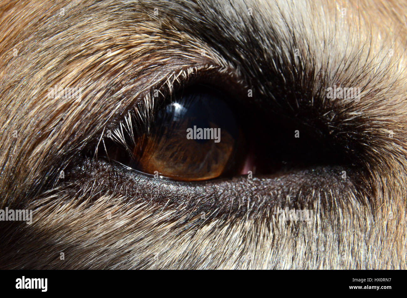 Extreme Gros plan sur un œil du chien. Banque D'Images