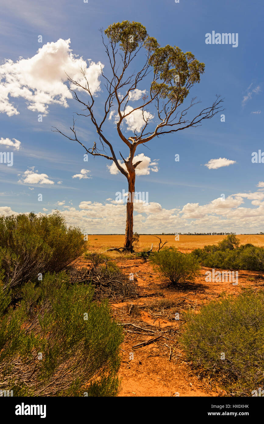 En eucalyptus Outback, ceinture de blé, à l'ouest de l'Australie, l'Australie Banque D'Images