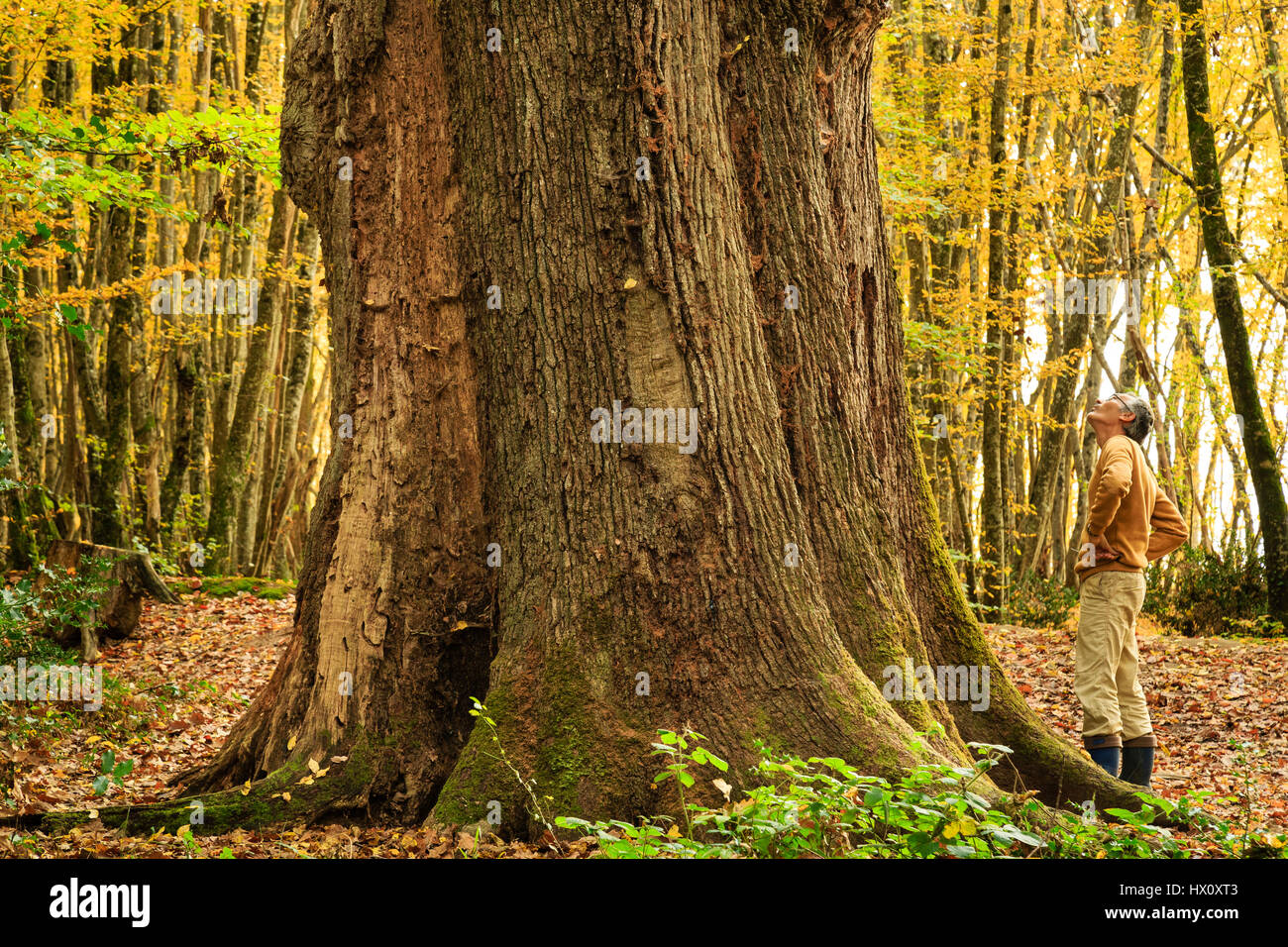 La France, l'Allier, forêt de Tronçais, Saint-Bonnet-Troncais chêne remarquable, la Sentinelle en date du 1580, à l'heure actuelle le plus grand arbre de la forêt (modèle rel Banque D'Images