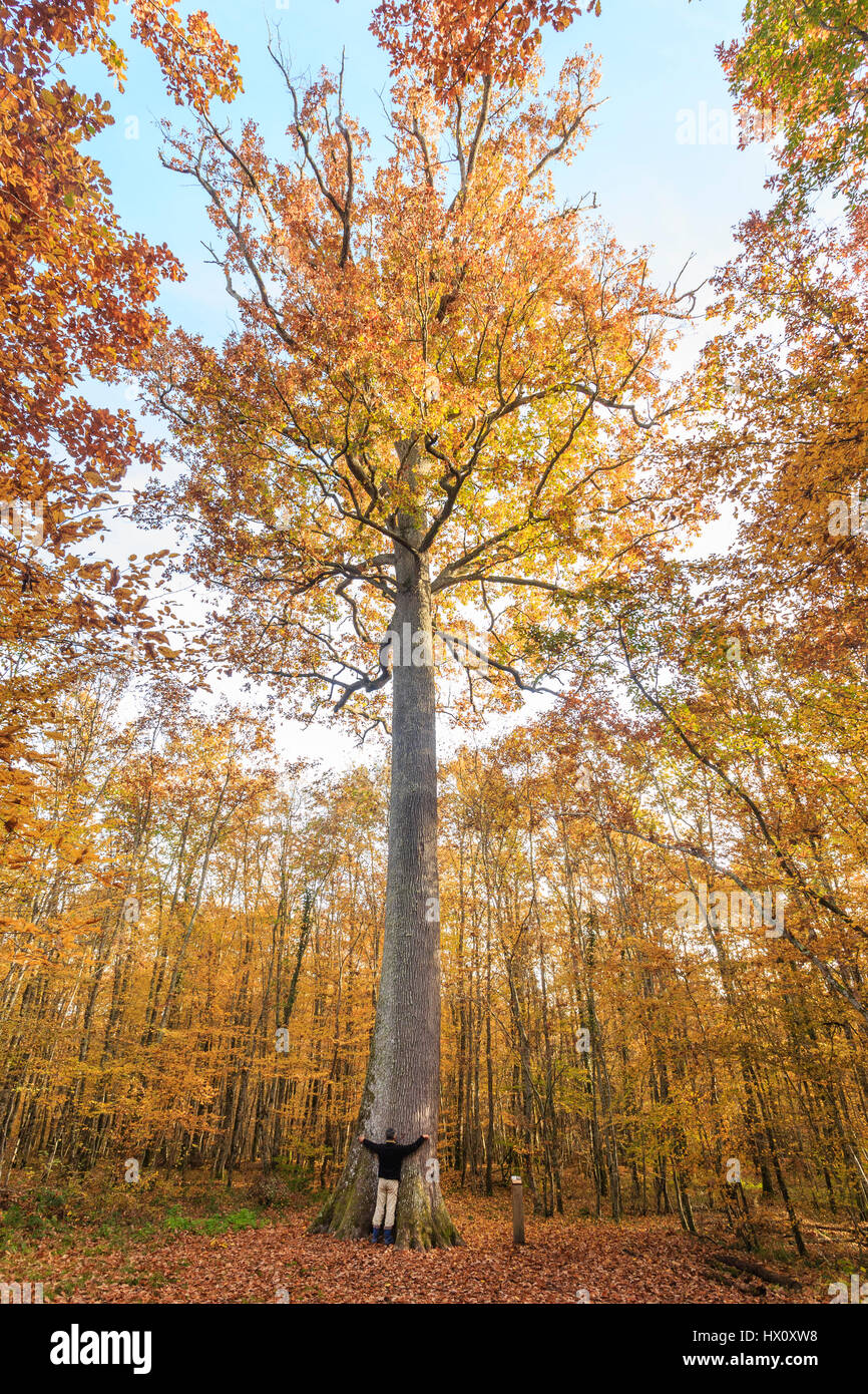 La France, l'Allier, forêt de Tronçais, Saint-Bonnet-Troncais, remarquable à l'automne chêne Stebbing sessile (Quercus petraea), la plus belle de la forêt Banque D'Images