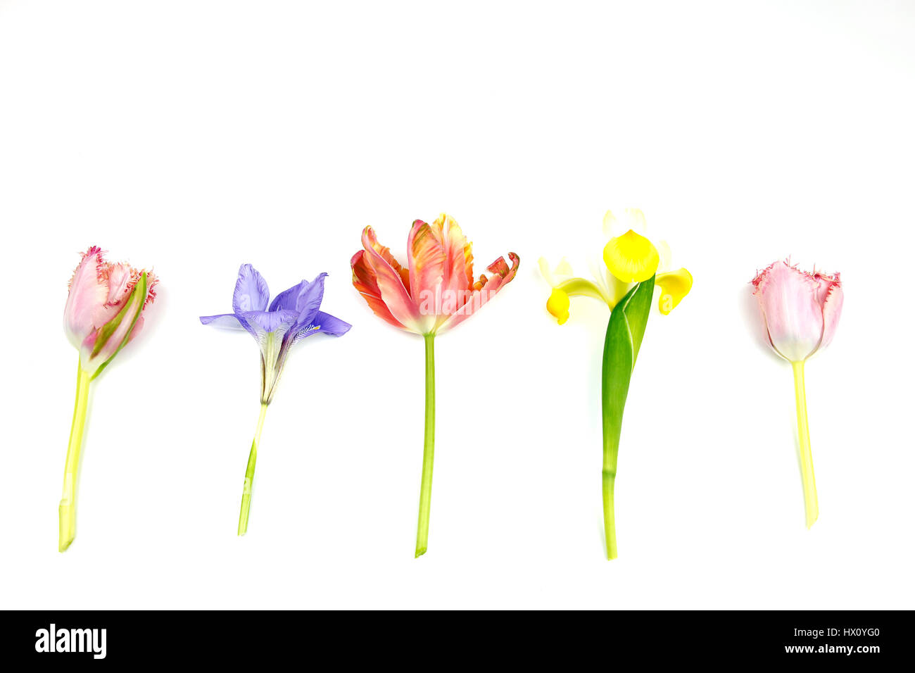 Plantes, fleurs, Studio shot of couper les tiges des tulipes contre Iris avec fond blanc. Banque D'Images