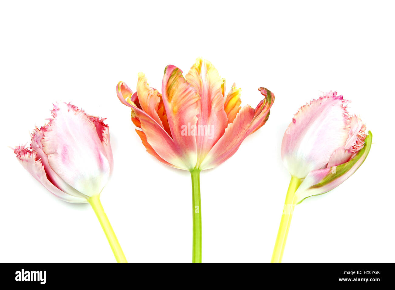 Plantes, fleurs, Studio shot of couper les tiges des tulipes contre fond blanc. Banque D'Images