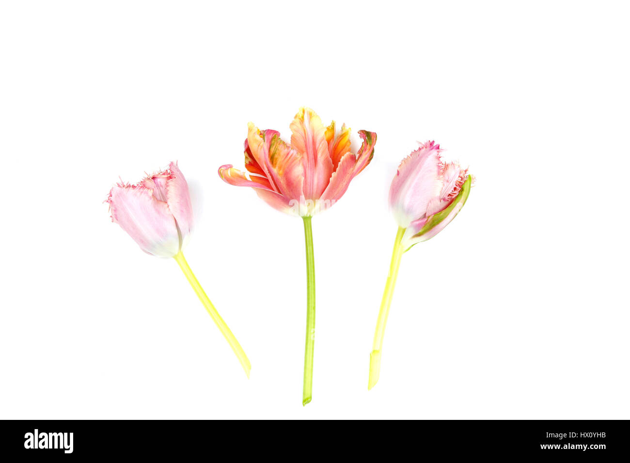 Plantes, fleurs, Studio shot of couper les tiges des tulipes contre fond blanc. Banque D'Images