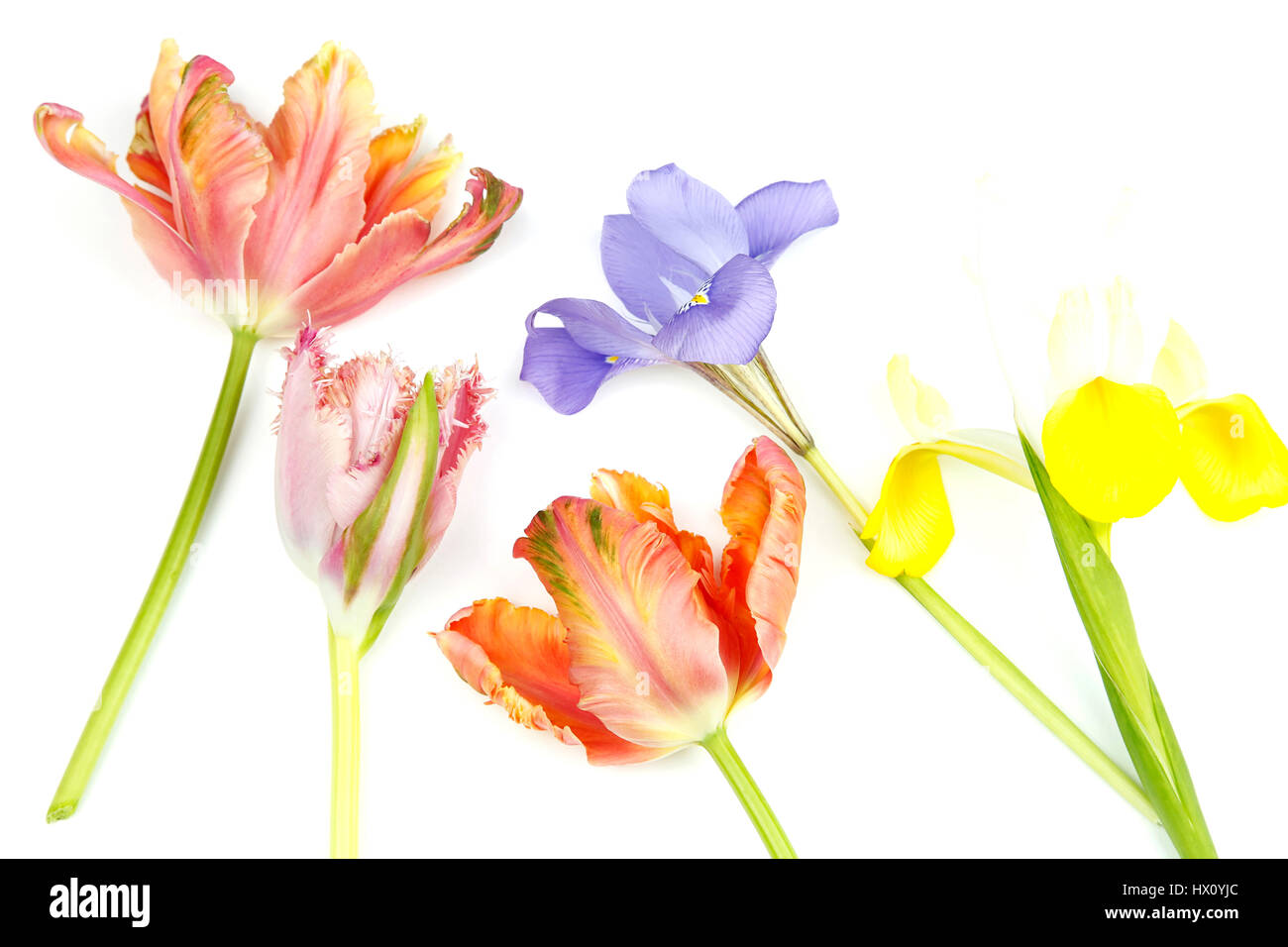 Plantes, fleurs, Studio shot of couper les tiges des tulipes contre Iris avec fond blanc. Banque D'Images