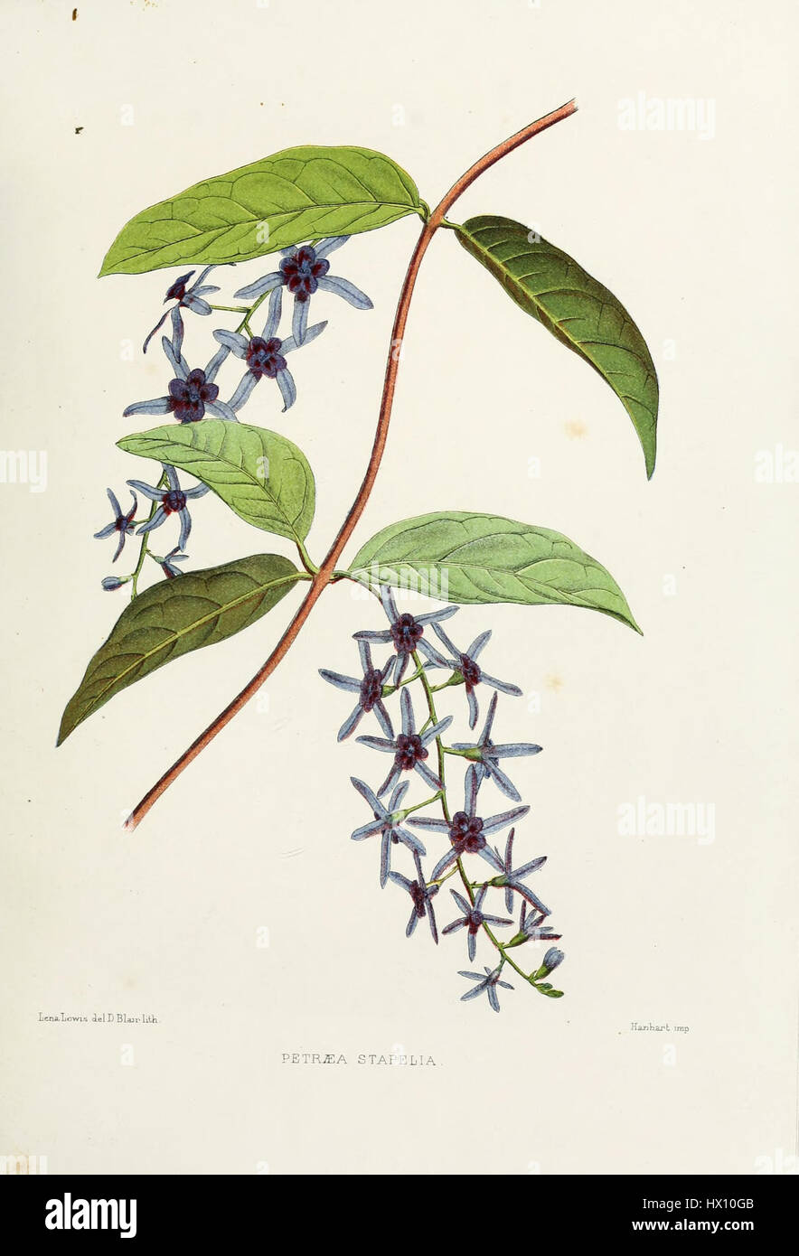 Familiar Indian Flora 0037 est une illustration botanique représentant des espèces végétales indigènes trouvées en Inde. Le travail met en valeur la diversité de la vie végétale dans la région, mettant en évidence les caractéristiques et caractéristiques uniques de la flore indigène. Il sert de référence importante pour les études botaniques et les efforts de conservation de l'environnement en Inde. Banque D'Images