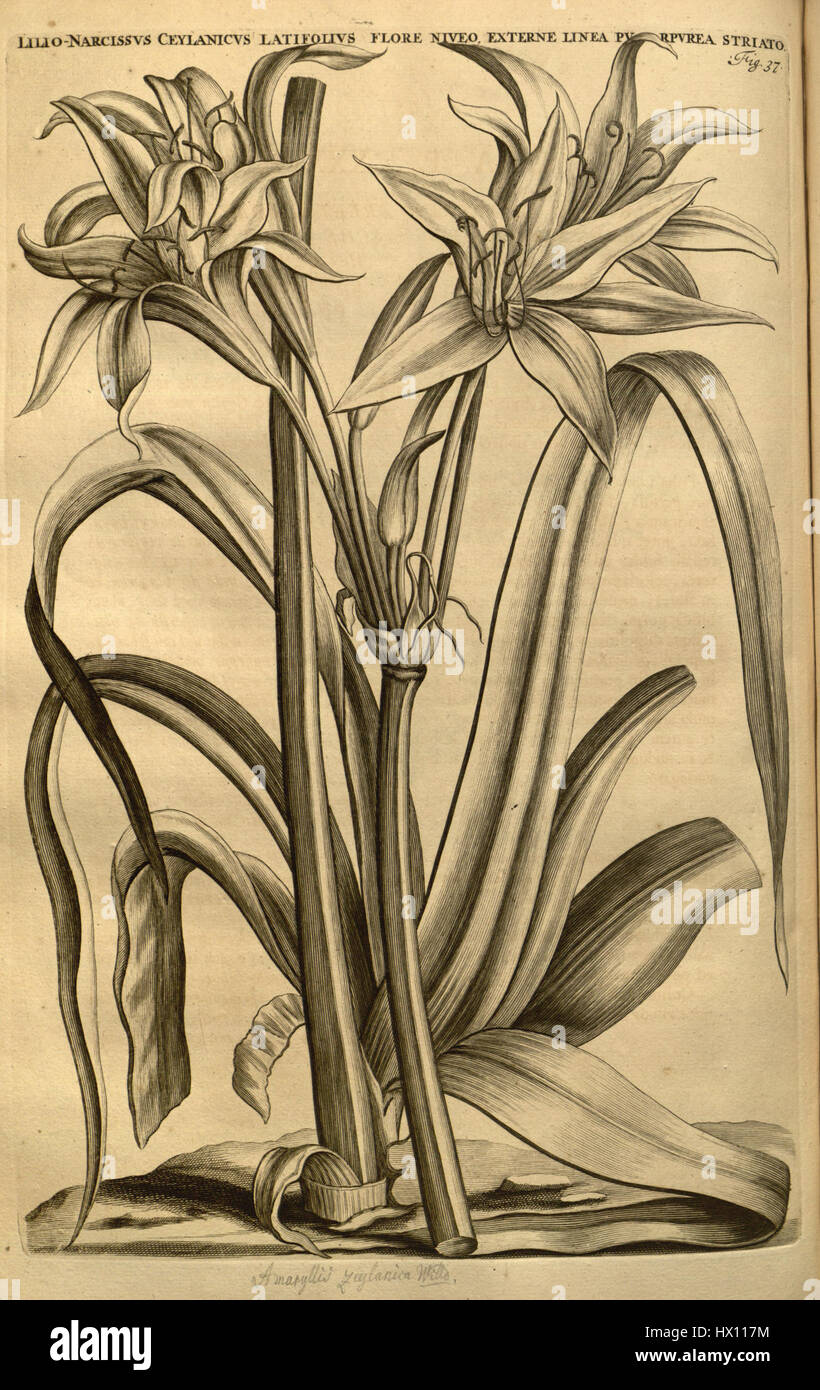Crinum zeylanicum, communément appelé lys du Sri Lanka, est une espèce de plante à fleurs de la famille des Amaryllidaceae. Originaire du Sri Lanka, il se distingue par ses grandes fleurs blanches brillantes et ses longues feuilles ressemblant à des courroies, que l'on trouve couramment dans les climats tropicaux. Banque D'Images