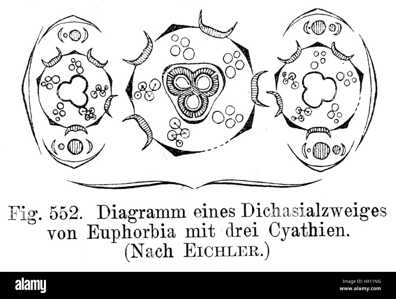 Le 'diagramme floral d'Euphorbia' illustre la structure botanique de la plante Euphorbia, en mettant l'accent sur ses arrangements floraux uniques et ses caractéristiques dans un format scientifique. Banque D'Images