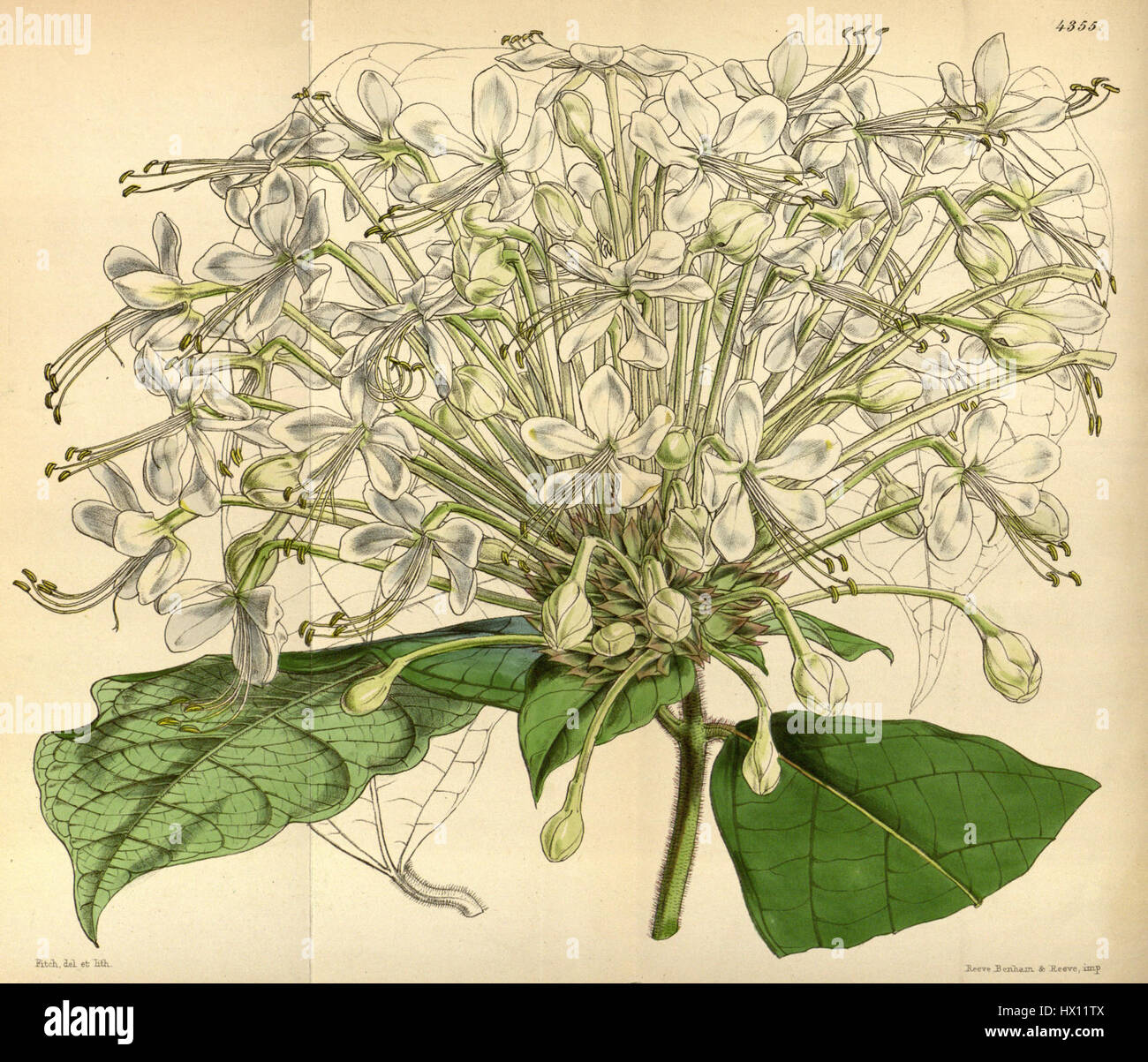 Clerodendrum capitatum, présenté dans le Botanical Magazine (74.4355), est une espèce de plante à fleurs connue pour ses grappes de fleurs distinctives. Il est connu pour ses qualités ornementales et se trouve dans les régions tropicales. Banque D'Images