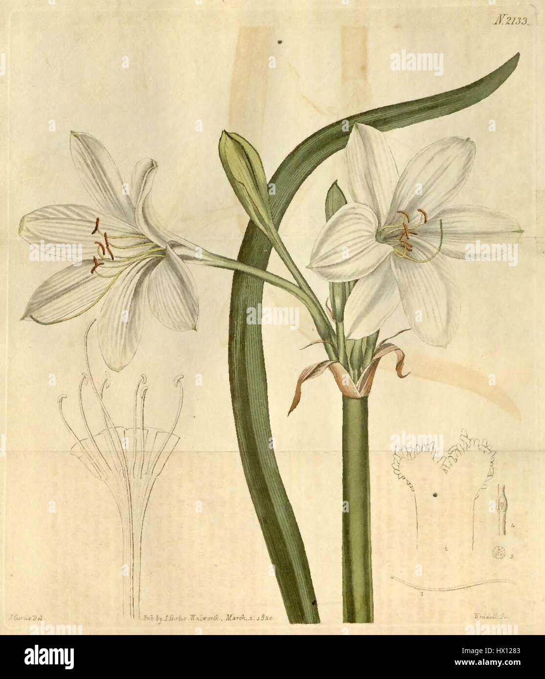 'Crinum flaccidum' est une illustration d'une espèce de plante à fleurs, avec ses feuilles longues et minces et ses grandes fleurs. Cet imprimé botanique vintage met en valeur la structure délicate et la beauté de la plante. Banque D'Images