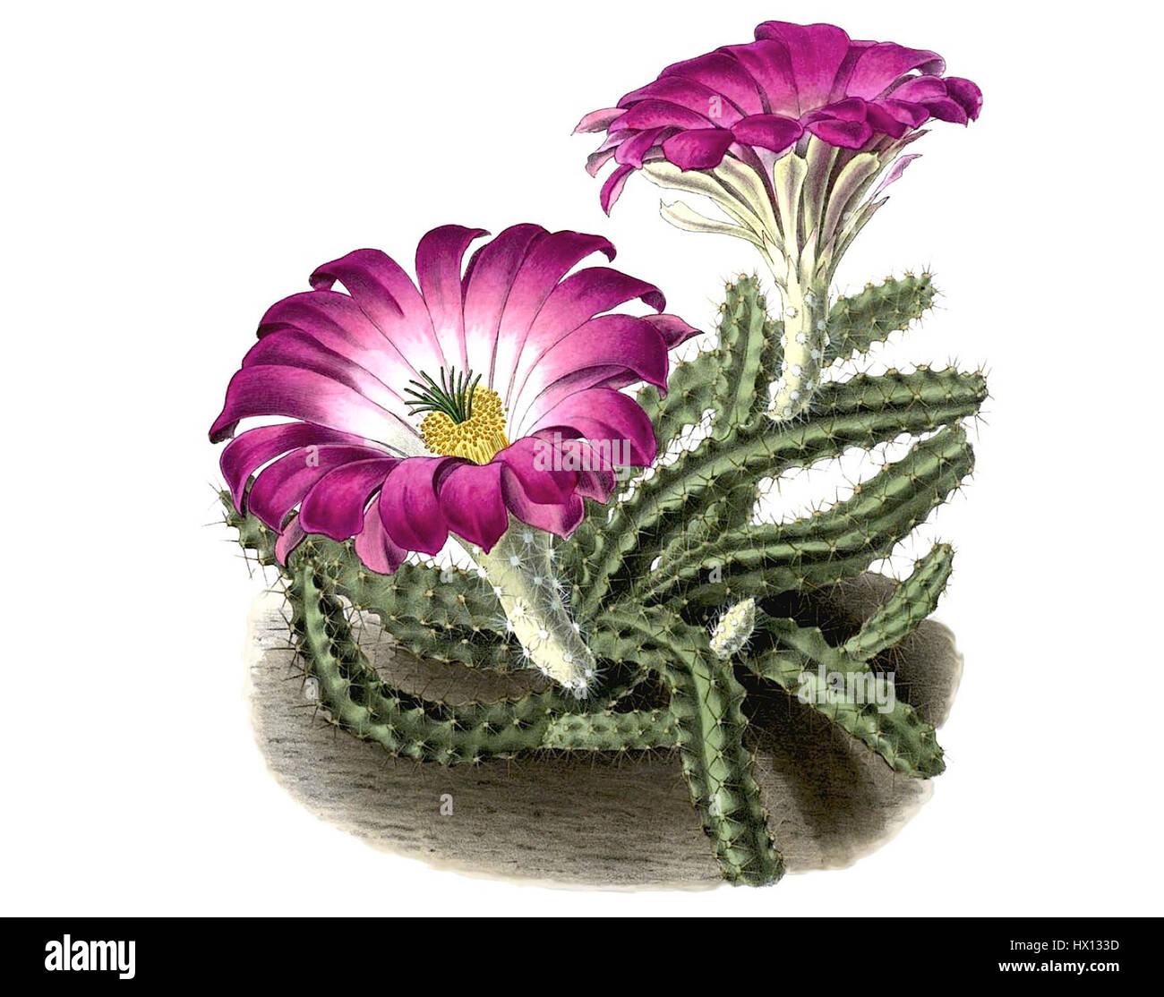 Echinocereus pentalophus pentalophus est une espèce de cactus originaire du sud-ouest des États-Unis, caractérisée par ses fleurs roses vibrantes et sa structure nervurée unique. Banque D'Images