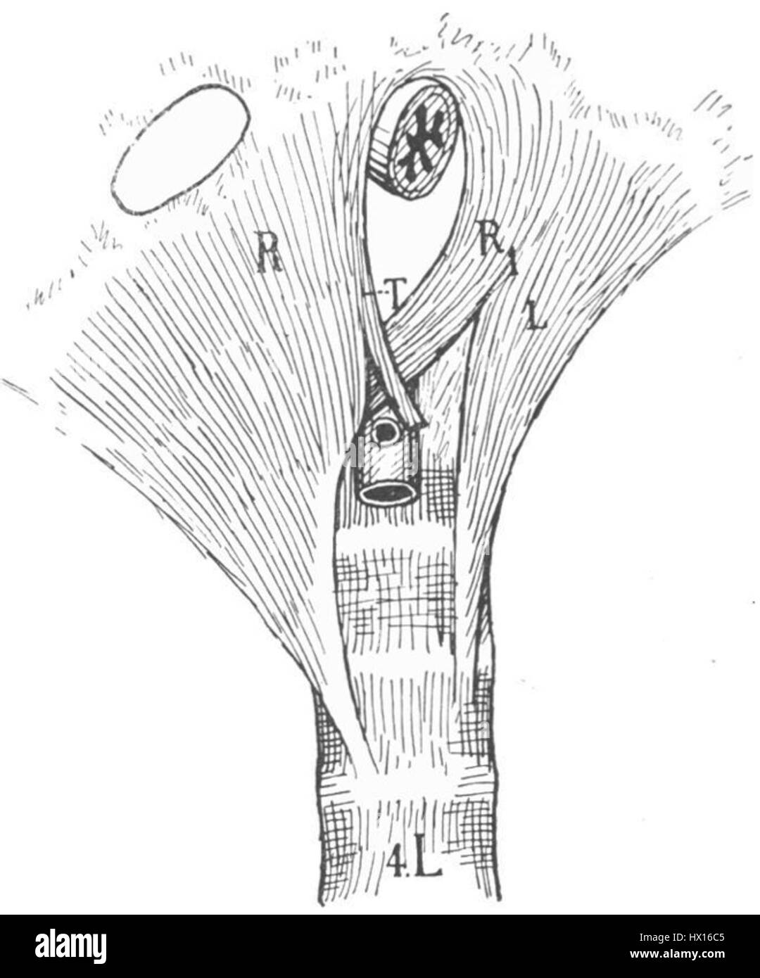 Les crura sont la partie inférieure de la jambe, en particulier la région du tibia. Il comprend les os, les muscles et les tendons qui jouent un rôle important dans le mouvement et le soutien du bas du corps. Le terme est souvent utilisé en anatomie pour décrire la partie de la jambe qui s'étend du genou à la cheville. Banque D'Images