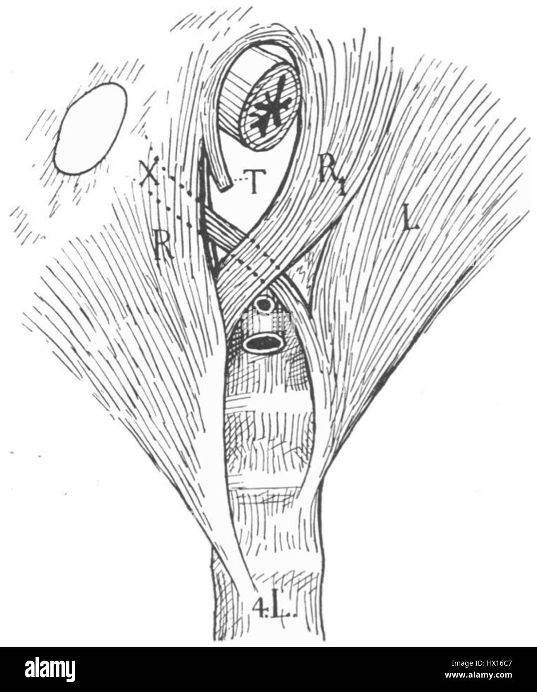 L'image intitulée 'Crura 31' est une illustration anatomique qui se concentre sur la représentation détaillée de la jambe inférieure humaine. Cette étude fait partie d'un ensemble plus vaste de travaux mettant en valeur la précision anatomique et la physiologie humaine. Banque D'Images