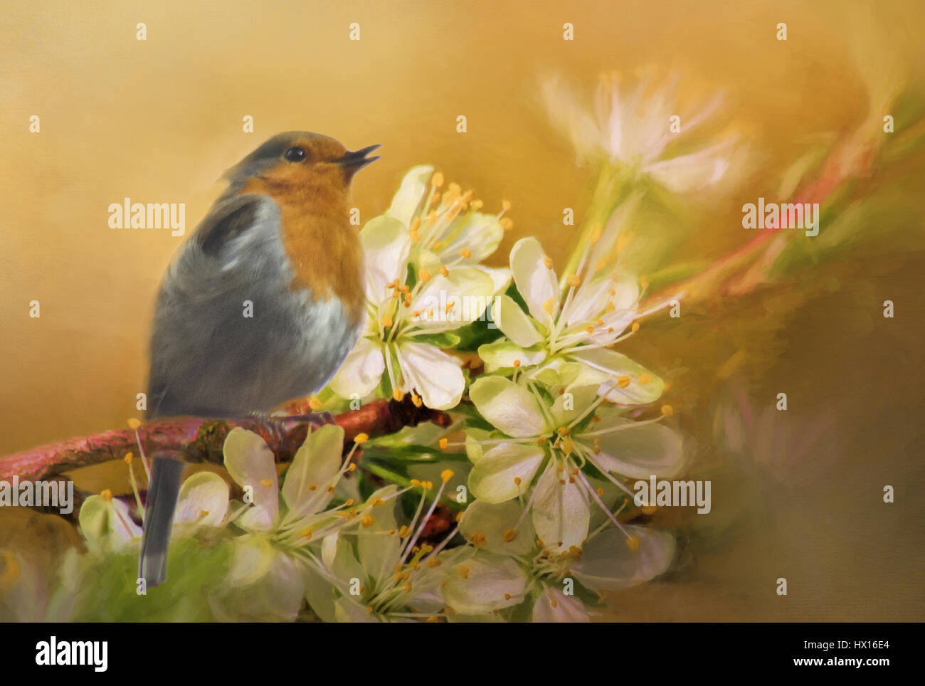 Chant de Robin Banque D'Images
