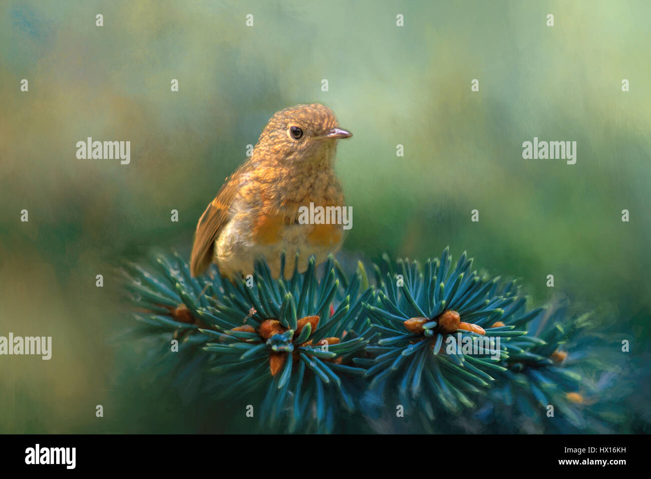 Jeune Robin sur le Pin Banque D'Images