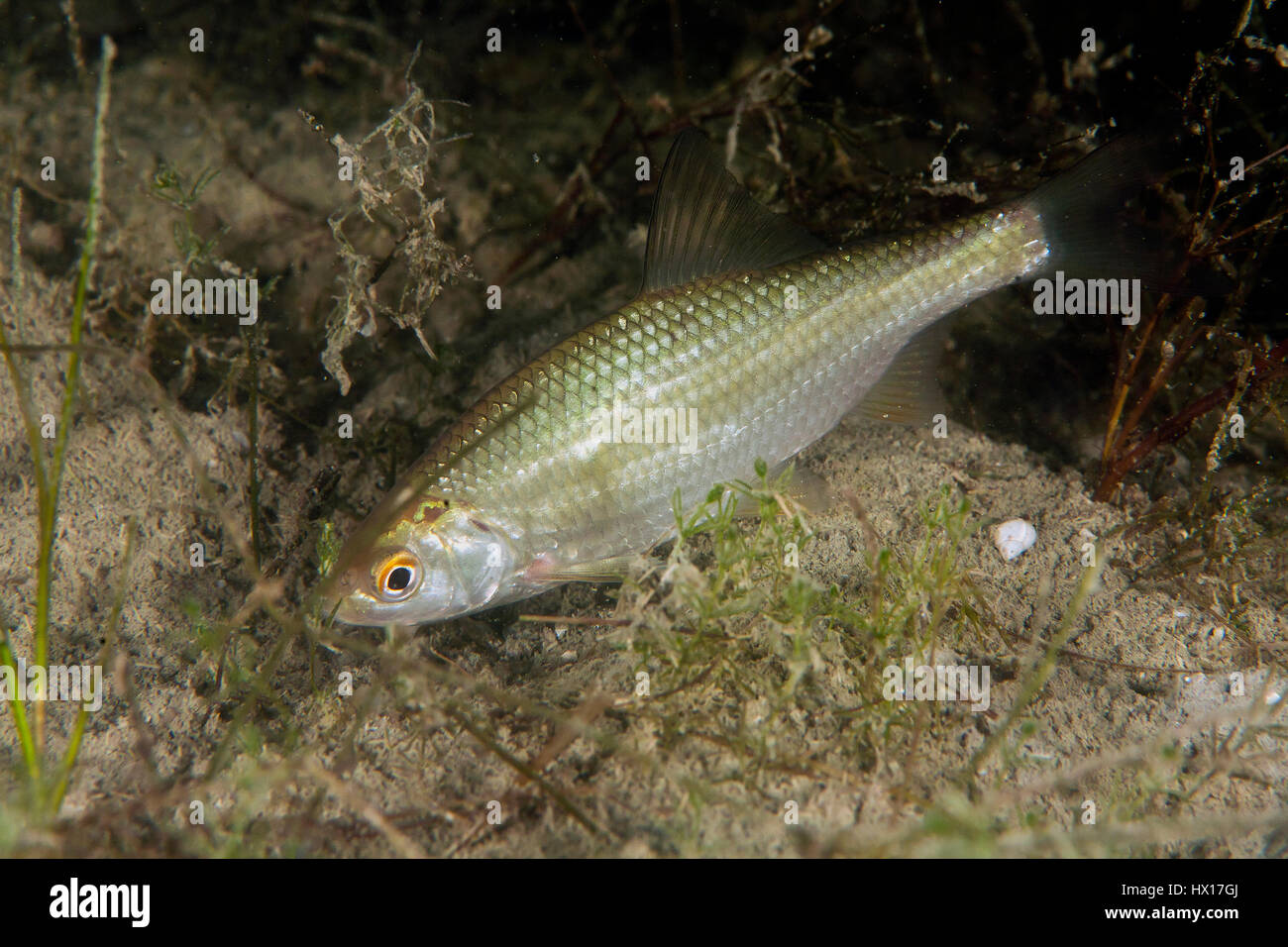 Gravelier, Squalius cephalus en lac d'eau douce Banque D'Images