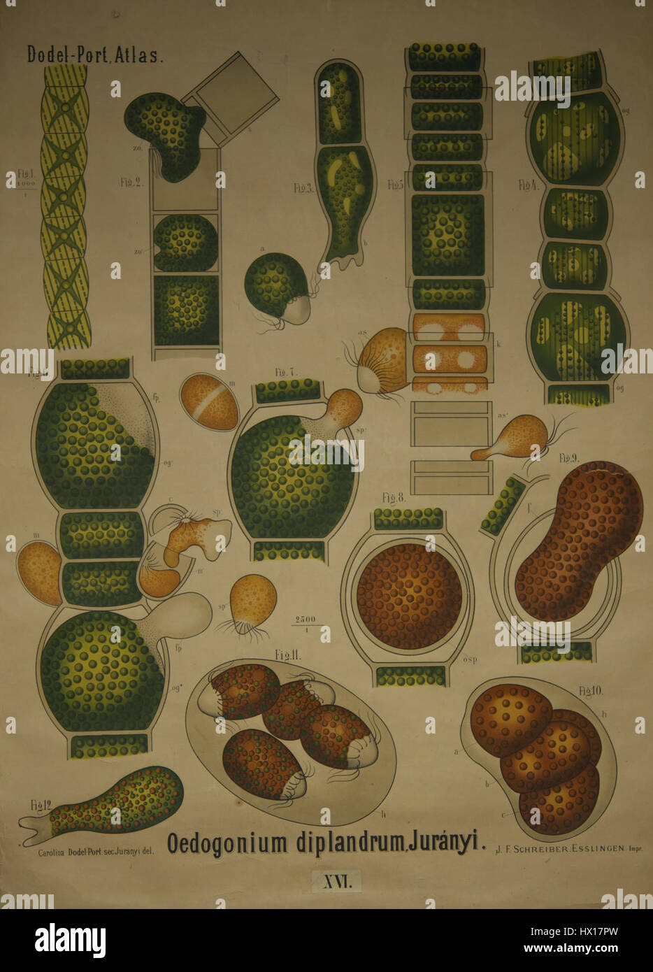 L'atlas du port de Dodel présente Oedogonium diplandrum, une espèce d'algues d'eau douce identifiée par Juranyi au XVIe siècle. Banque D'Images