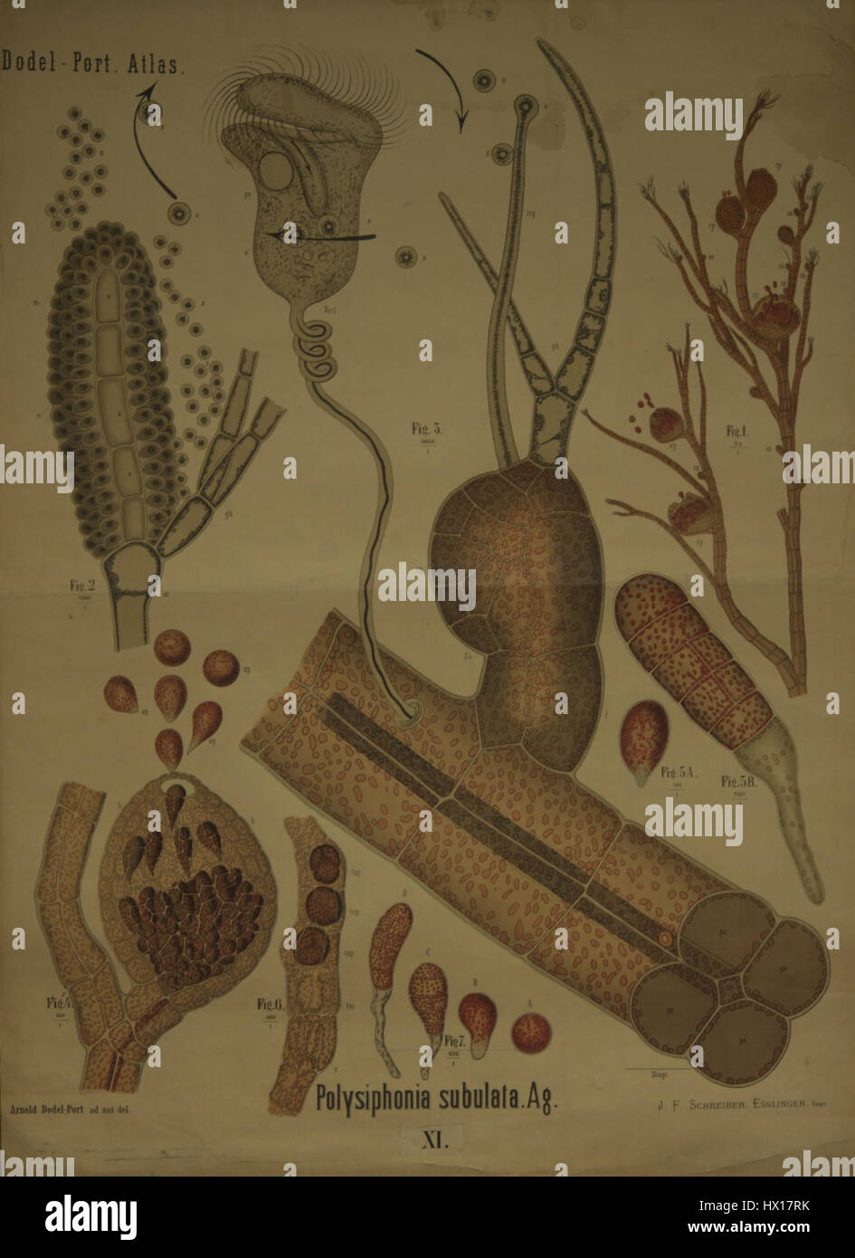 Le 'Dodel Port Atlas Polysiphonia subulata (Ag.) XI' fait référence à une illustration scientifique de l'Atlas du port de Dodel, mettant l'accent sur l'espèce d'algues marines Polysiphonia subulata. Cette étude détaillée est une référence précieuse pour comprendre la vie marine et la biodiversité des écosystèmes marins. Banque D'Images