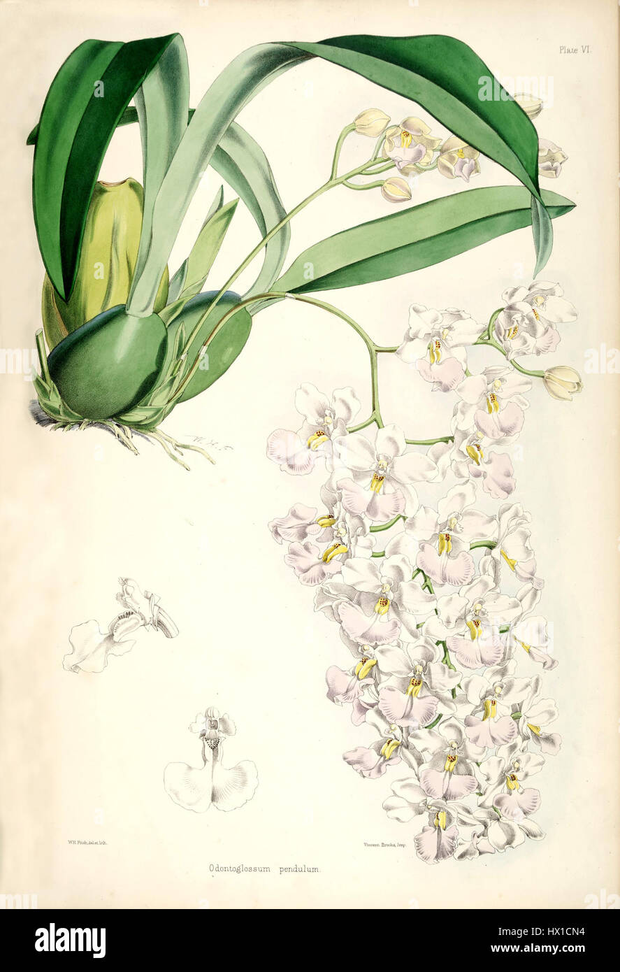 Cette illustration botanique de Bateman tirée de *monographie d'Odontoglossum* représente *Cuitlauzina pendula*, une espèce d'orchidée anciennement connue sous le nom de *Odontoglossum pendule*. La plaque détaillée met en valeur les caractéristiques uniques de l'orchidée, y compris ses fleurs distinctives. Banque D'Images