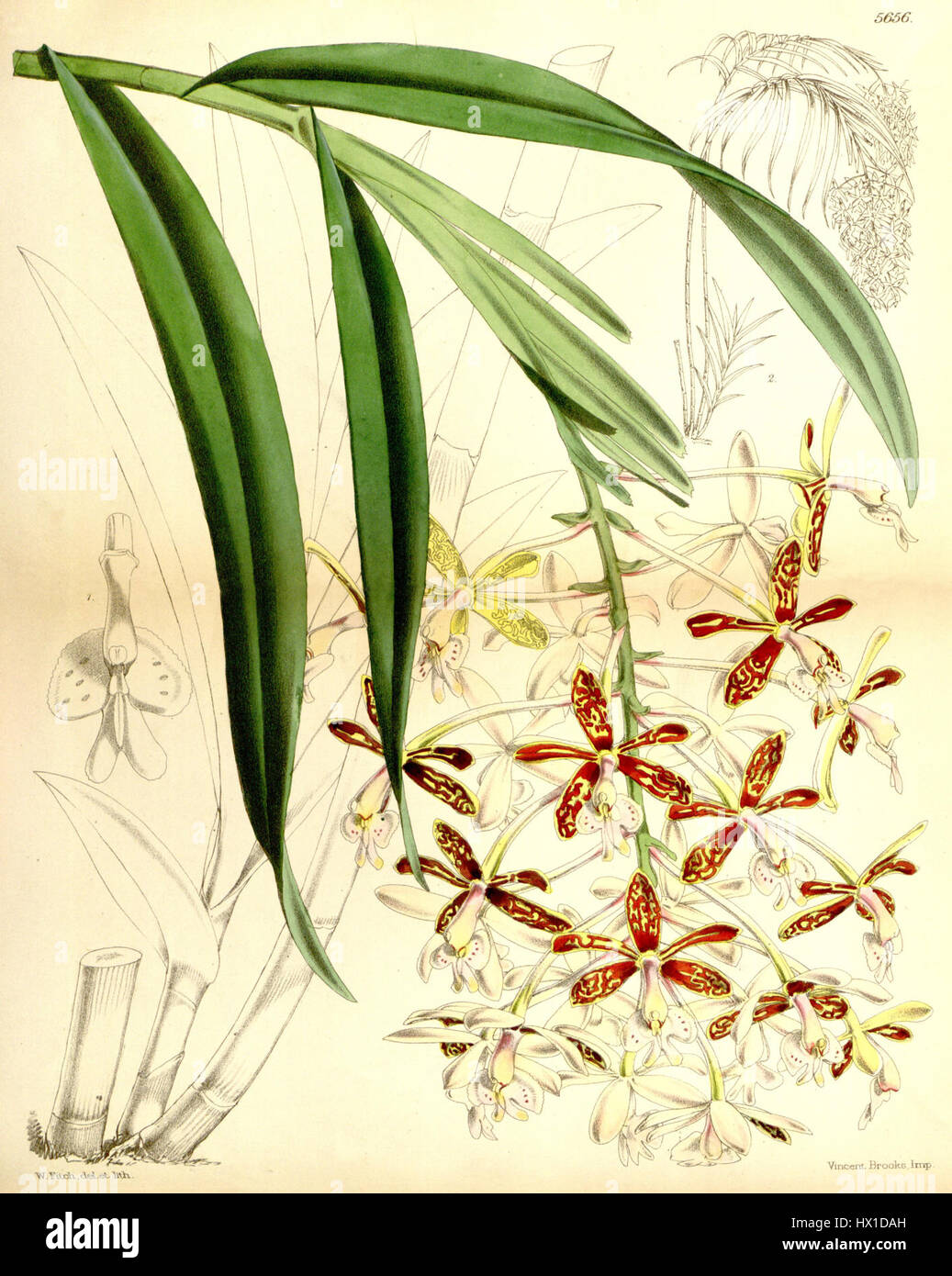 *Epidendrum cnemidophorum* est une espèce d'orchidée documentée dans le *Botanical Magazine* de Curtis en 1867. L'illustration met en évidence sa structure florale distincte et sa coloration vibrante, soulignant sa beauté et ses caractéristiques uniques au sein de la famille des Orchidaceae. Banque D'Images