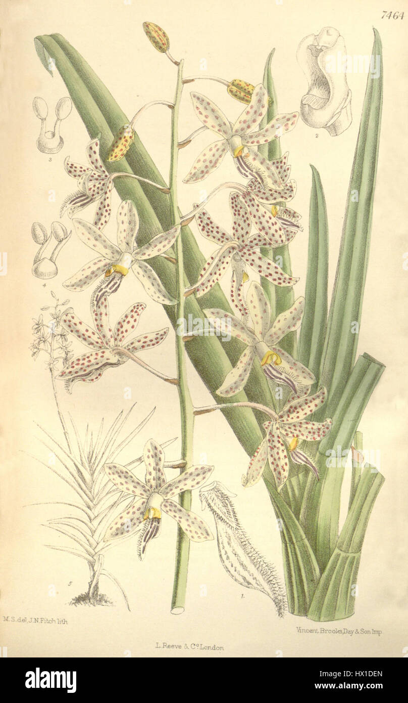 Dipodium paludosum, illustré dans Curtis' Botanical Magazine (1896), est une espèce d'orchidée originaire d'Australie. La publication met en valeur ses délicates fleurs roses et son habitat, offrant un enregistrement visuel de cette plante rare et unique dans les études botaniques de la fin du XIXe siècle. Banque D'Images