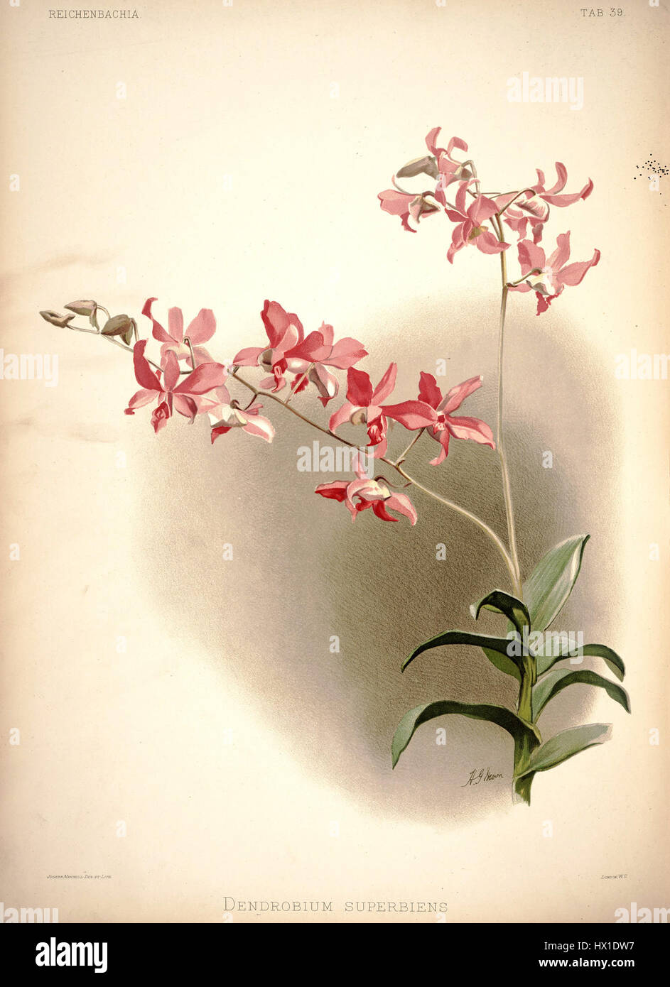 Cette illustration tirée de *Reichenbachia I* (1888) de Frederick Sander représente l'espèce d'orchidée *Dendrobium superbiens*. La plaque met en valeur les couleurs vibrantes et la structure distinctive de la plante, fournissant une référence précieuse pour les études botaniques. Le travail de Sander a contribué de manière significative à l'étude et au catalogage des orchidées à la fin du XIXe siècle. Banque D'Images